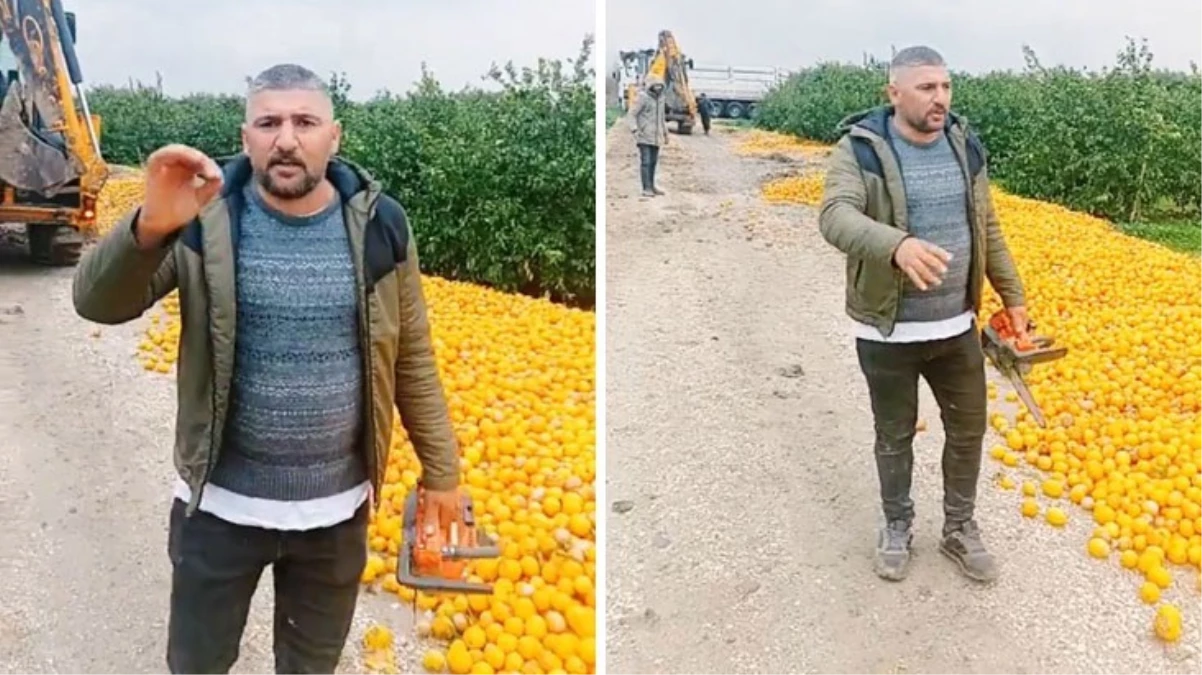 Markette kilosu 100 TL üretici ise Satamadım diyerek çürümeye bıraktı - Ekonomi - Dudullu Haber