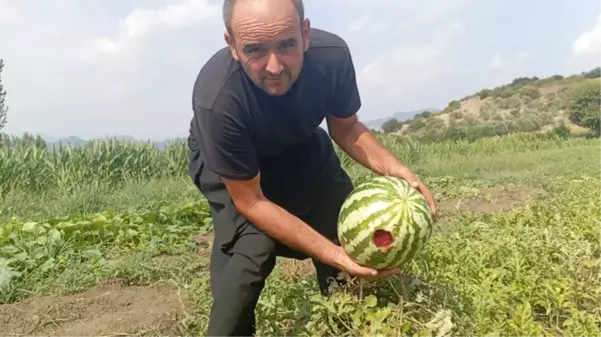 1725093265 575 Koca bostan kargalara yem oldu Bir tane kalmis onu da