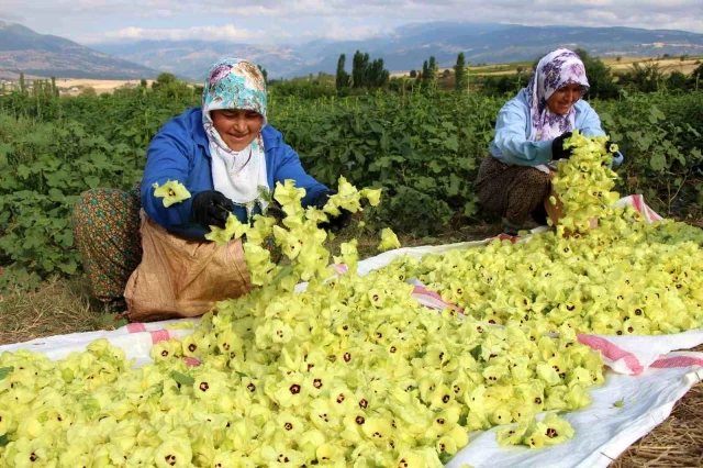 Amasya'da Coğrafi İşaretli Çiçek Bamyası Hasadı Yapıldı