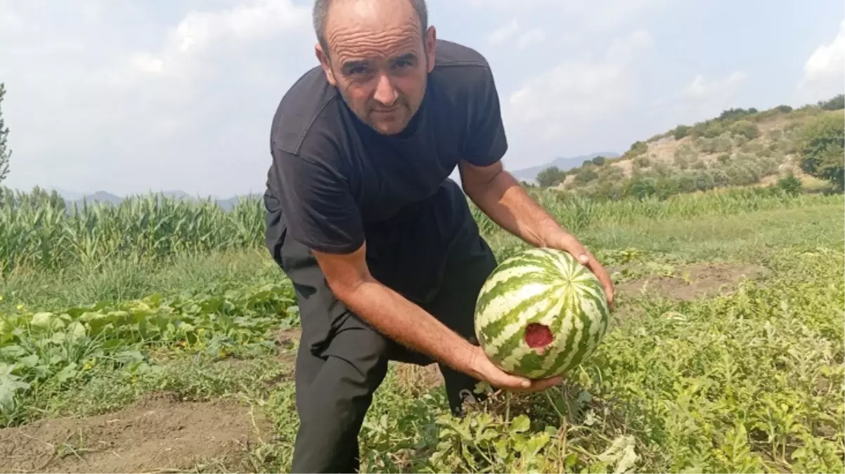 Koca bostan kargalara yem oldu: Bir tane kalmış onu da biz yiyoruz