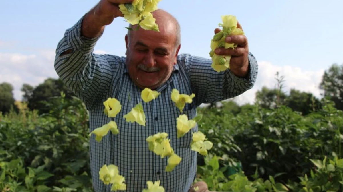 Sarı altın için hasat başladı Bu yıl kilosu 1000 TLden alıcı buluyor - Ekonomi - Dudullu Haber
