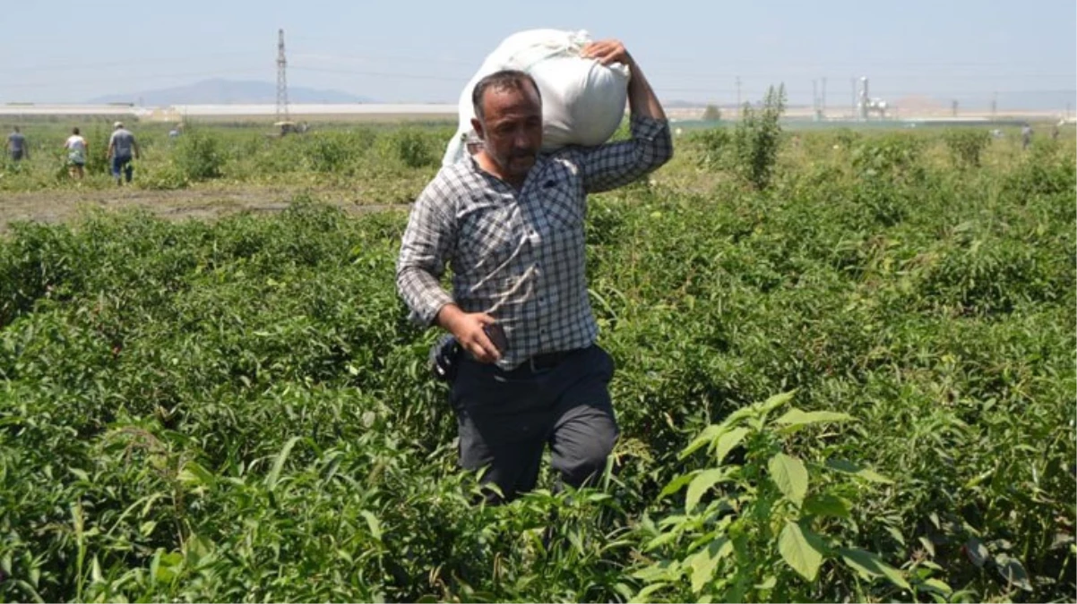Toptancının verdiği fiyata kızıp 600 ton ürünü bedava dağıttılar - Ekonomi - Dudullu Haber