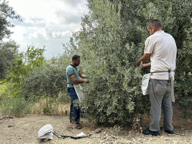 Depremin yıkım yaşattığı Hatay'da yüz güldüren hasat! Günlük 1000 TL kazanıyorlar