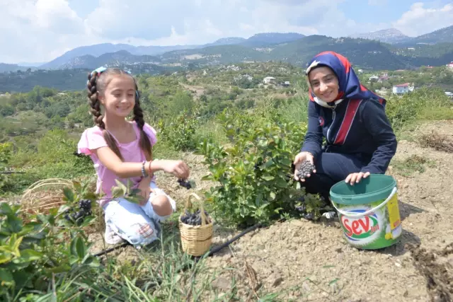 Mersin'de 'süper meyve' aronya hasat edilmeye başlandı