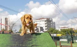 Ümraniye’de Köpek Eğitim Merkezi Hizmete Açıldı