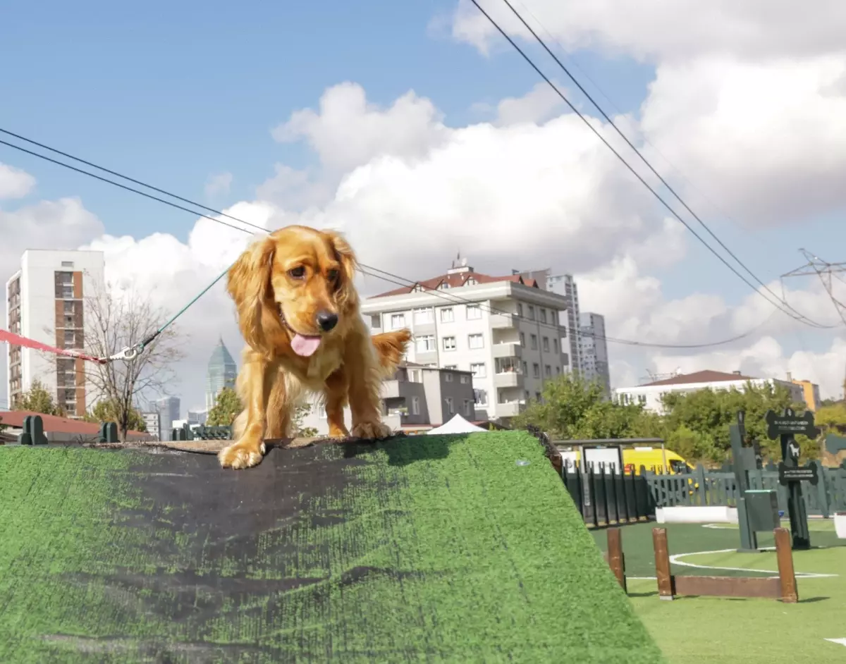 Ümraniye’de Köpek Eğitim Merkezi Hizmete Açıldı