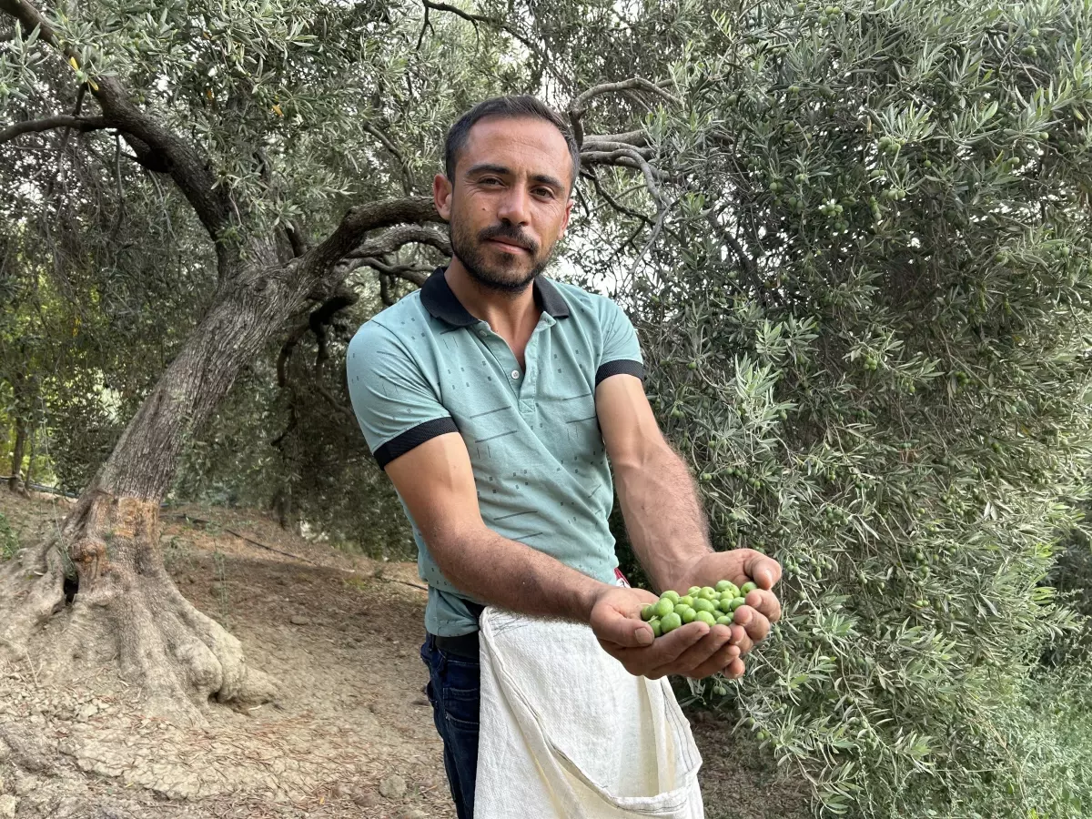 Depremin yıkım yaşattığı Hatay’da yüz güldüren hasat! Günlük 1000 TL kazanıyorlar