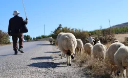 Elazığ’da aylık 70 bin TL’ye çalışacak çoban bulmak hayal oldu