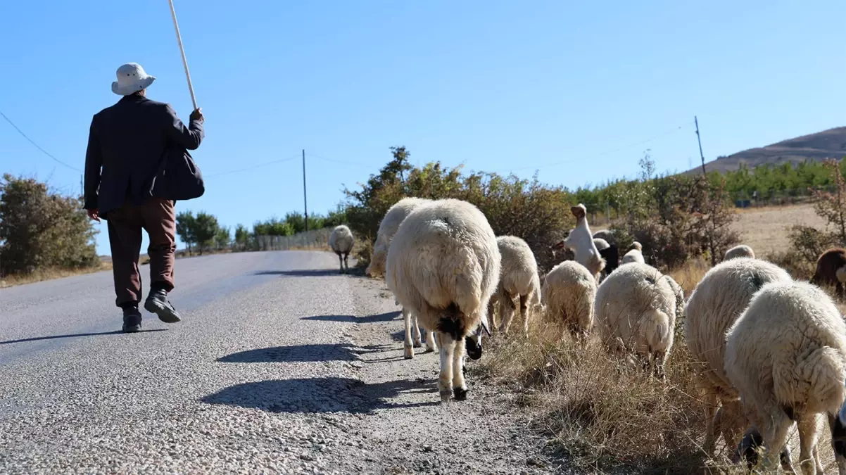 Elazığ’da aylık 70 bin TL’ye çalışacak çoban bulmak hayal oldu