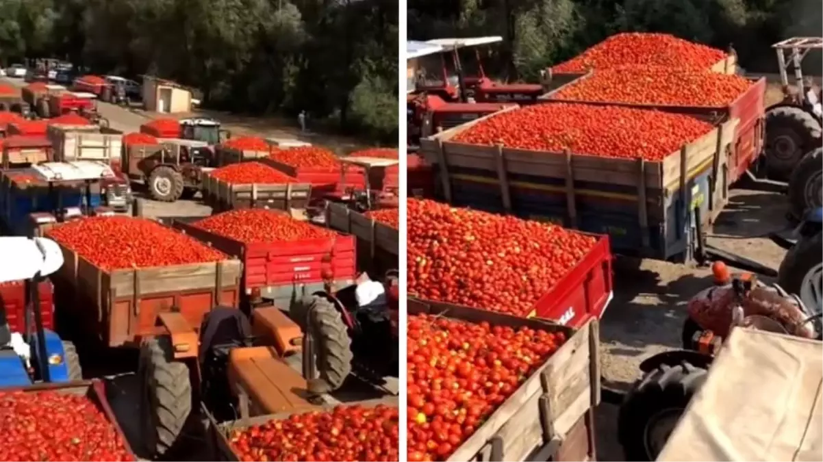 Türkiye’nin kanayan yarası! Ürettikleri domatesleri satamayan çiftçi isyan etti