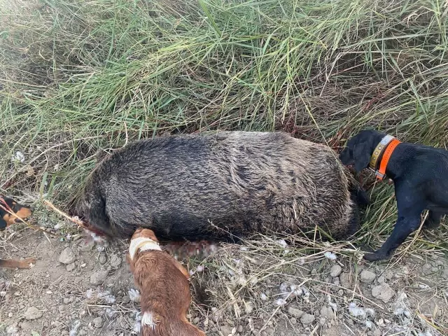 Bakanlıktan izin alıp çiftçilerin başına bela olan domuzu avladılar