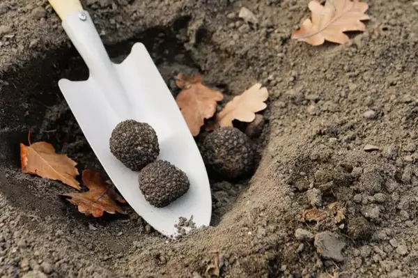 Dünyanın en pahalı mantar türü Samsun'da yetişiyor