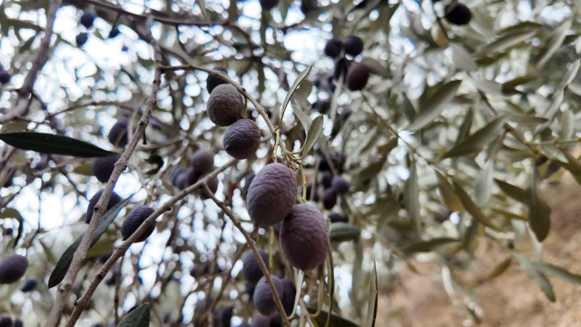 Zeytin Hasadı İçin İşçi Bulunamıyor: Günlük 3 Bin TL Yevmiye Yetmiyor