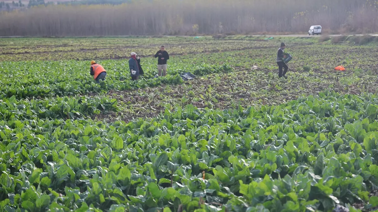 8 bin yıllık bahçede son hasat: Demeti 6 TL’den satılıyor