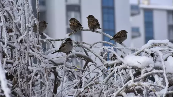 Sibirya soğuklarının etkili olduğu kentte termometreler eksi 23'te