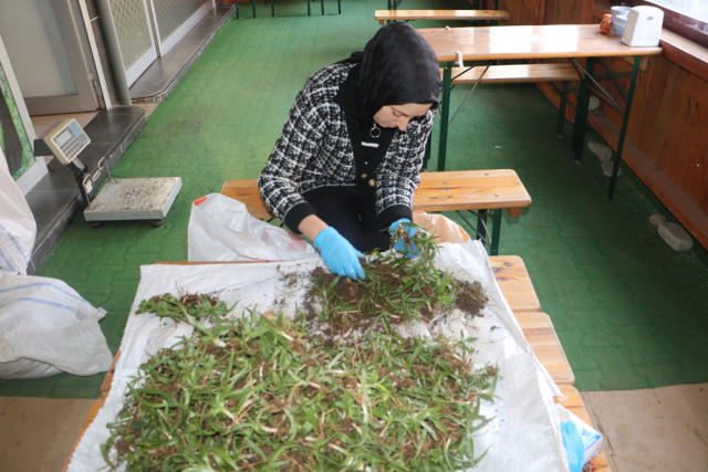 Salep Fiyatları Altınla Yarışıyor: Kilo Fiyatı 6 Bin TL