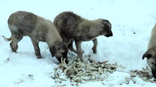 Suriye'den geri dönen 12 ton balığı yaban hayatı yaşayan hayvanlara dağıttı