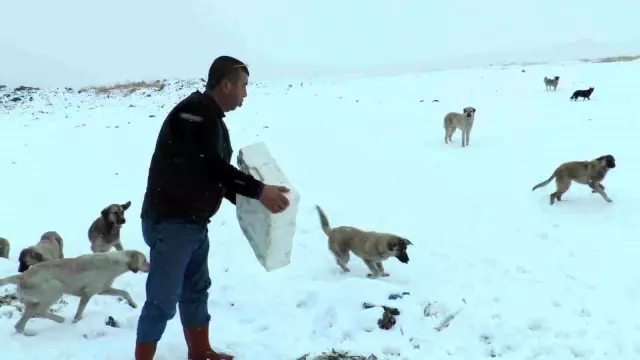 Suriye'den geri dönen 12 ton balığı yaban hayatı yaşayan hayvanlara dağıttı