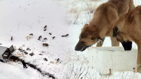 Tamı tamına 12 ton! Suriye'den geri dönen ürünler sokak köpeklerine yem oldu