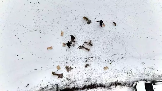 Suriye'den geri dönen 12 ton balığı yaban hayatı yaşayan hayvanlara dağıttı