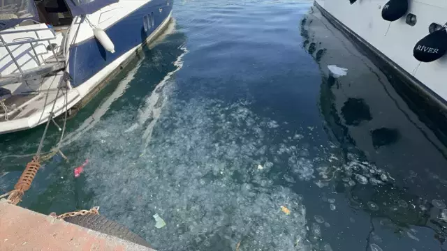 İstanbul'da on binlerce deniz anası sahili istila etti