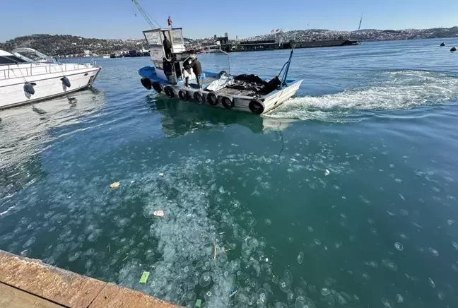 İstanbul'da on binlerce deniz anası sahili istila etti