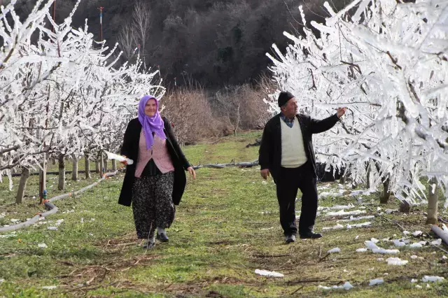 400 ağacı aşırı soğuktan korumak için dondurdu, görenler şaştı kaldı