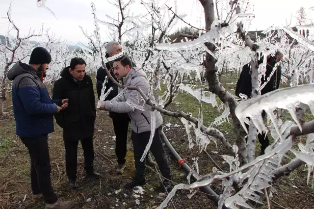 400 ağacı aşırı soğuktan korumak için dondurdu, görenler şaştı kaldı