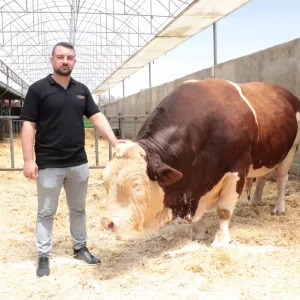 1 5 tonluk 4 yasindaki kurbanlik poyraz alici 18641240 amp