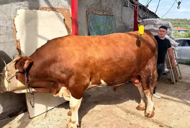 1 ton 200 kiloluk kurbanlık, araba fiyatına alıcısını bekliyor 3 1 ton 200 kiloluk kurbanlık, araba fiyatına alıcısını bekliyor