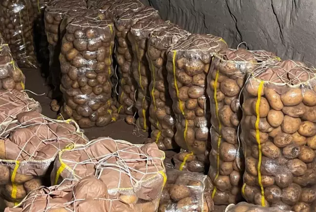 Yurt dışından gelen 2 bin tondan fazla patates virüslü çıktı 6 Yurt dışından gelen 2 bin tondan fazla patates virüslü çıktı