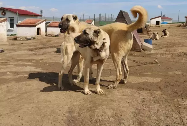 Dünyada eşi benzeri bulunmayan Kangallara 3 ülke talip oldu 6 Dünyada eşi benzeri bulunmayan Kangallara 3 ülke talip oldu