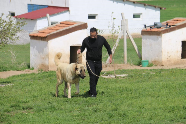 Dünyada eşi benzeri bulunmayan Kangallara 3 ülke talip oldu
