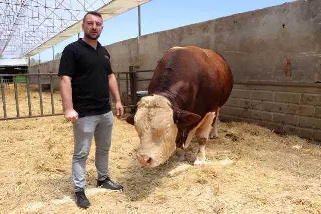 1.5 tondan fazla! İşte gözü gibi baktığı danasına istediği fiyat