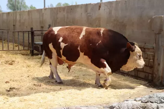 1.5 tondan fazla! İşte gözü gibi baktığı danasına istediği fiyat