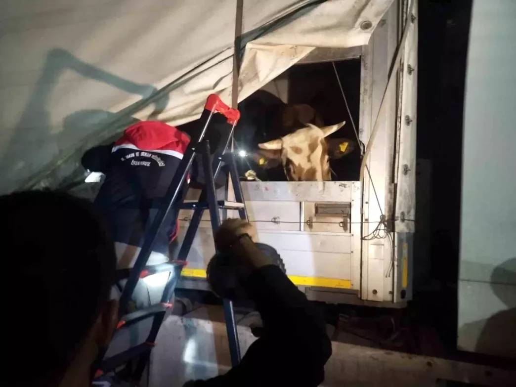 Anadoludan gelen kurbanliklar Istanbula giris yapmaya basladi
