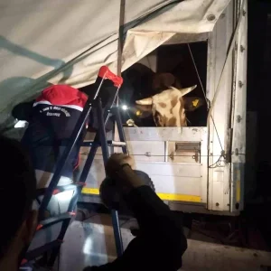 Anadoludan gelen kurbanliklar Istanbula giris yapmaya basladi