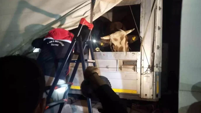 Anadoludan gelen kurbanliklar Istanbula giris yapmaya basladi