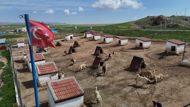 Dünyada eşi benzeri bulunmayan Kangallara 3 ülke talip oldu