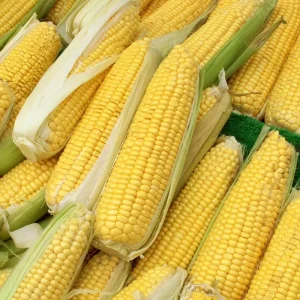 Misir ithalatinda 1 milyon tonluk tarife kontenjani acildi