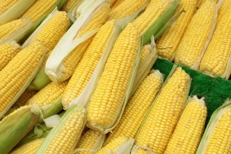 Misir ithalatinda 1 milyon tonluk tarife kontenjani acildi