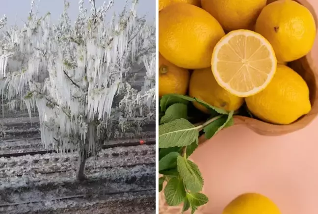 Zira don felaketi sonrası limon fiyatları uçuşa geçti 3 Zira don felaketi sonrası limon fiyatları uçuşa geçti