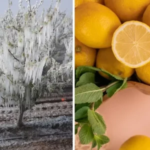 don felaketi limon fiyatlarini 60 liraya cikardi 18583570 6698 amp