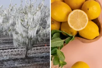don felaketi limon fiyatlarini 60 liraya cikardi 18583570 6698 amp