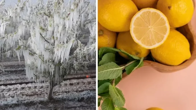 don felaketi limon fiyatlarini 60 liraya cikardi 18583570 6698 amp