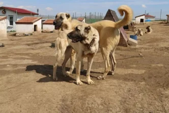 dunyada esi benzeri bulunmayan kangallara 3 ulke 18613335 8347 amp