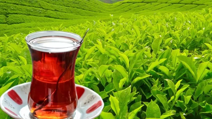 tarim ve orman bakanligi yas cay alim fiyatini 18623178 3596 amp