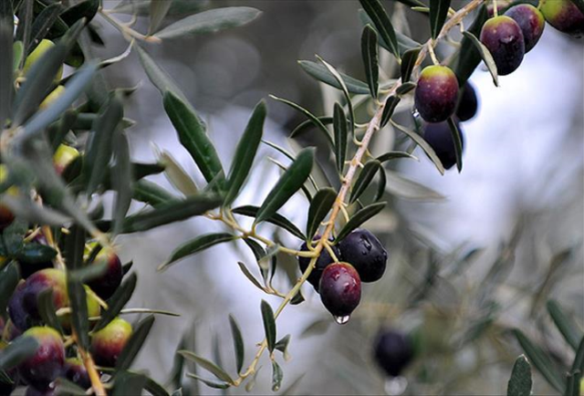 Zeytin yasası nedir? SON DAKİKA Zeytin yasası Meclis'ten geçti mi?