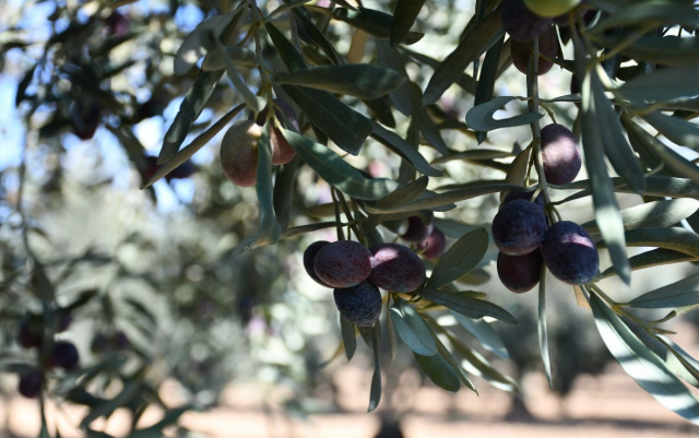 Zeytin yasası ne zaman çıktı, kim çıkardı? SON DAKİKA