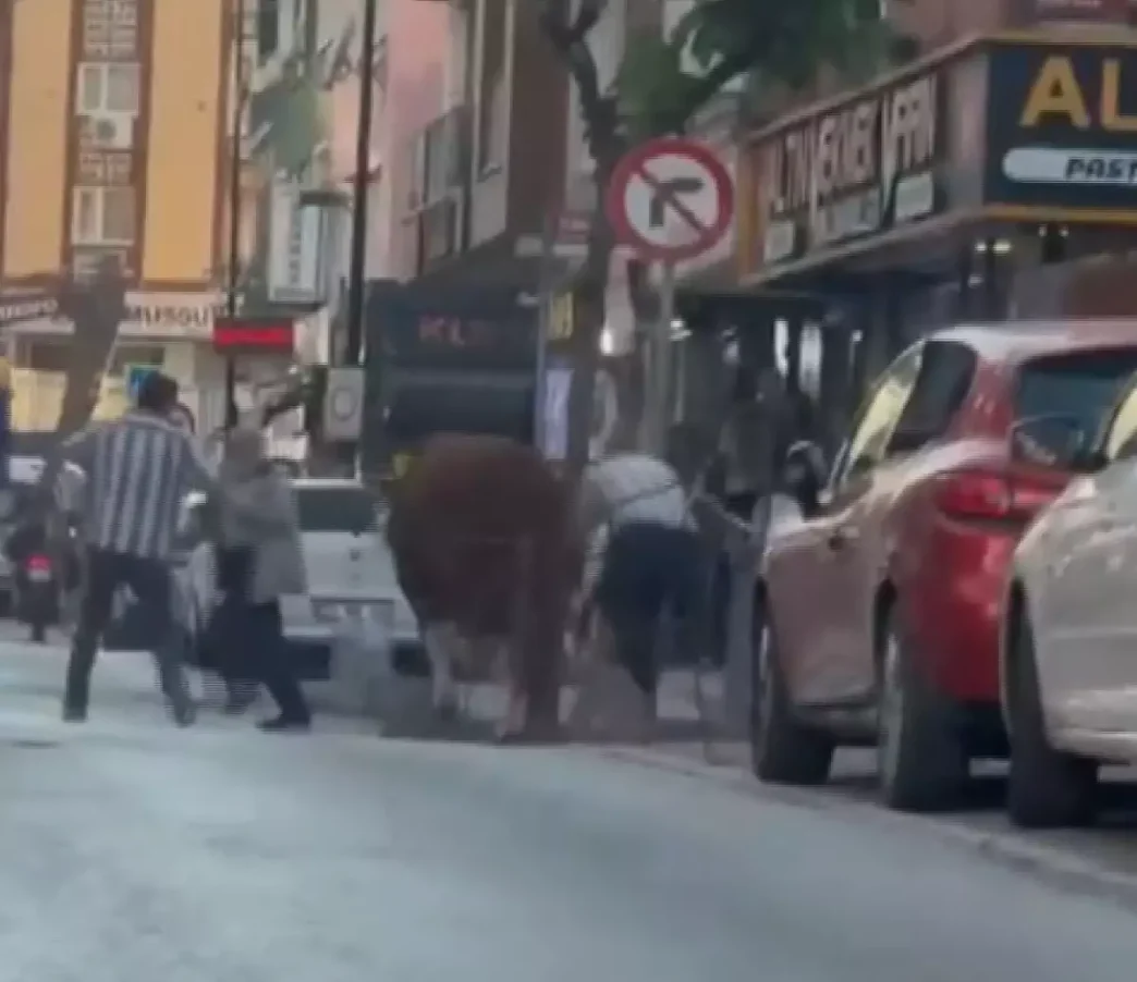 Umraniyede Kurban Pazarindan Kacan Boga Ortaligi Karistirdi